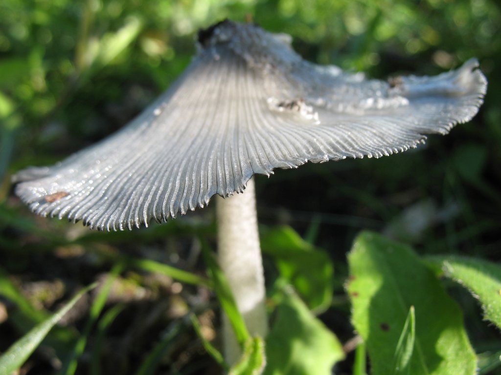 Coprin groupe lagopus 002